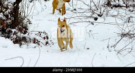 Ritratto di uno splendido cane terrier dello staffordshire nella foresta invernale. Stile di vita attivo, escursioni e trekking con animali domestici in stagione fredda, prendendo cani Foto Stock