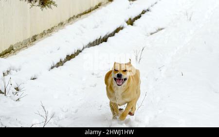 Ritratto di uno splendido cane terrier dello staffordshire nella foresta invernale. Stile di vita attivo, escursioni e trekking con animali domestici in stagione fredda, prendendo cani Foto Stock