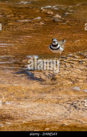 Killdeer, Chadrius vociferus, alimentazione e cura del corpo tra le piscine calde delle terrazze di Mammoth Hot Springs nel Parco Nazionale di Yellowstone, Wyoming, USA Foto Stock