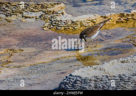 Killdeer, Chadrius vociferus, alimentazione e cura del corpo tra le piscine calde delle terrazze di Mammoth Hot Springs nel Parco Nazionale di Yellowstone, Wyoming, USA Foto Stock