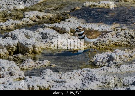 Killdeer, Chadrius vociferus, alimentazione e cura del corpo tra le piscine calde delle terrazze di Mammoth Hot Springs nel Parco Nazionale di Yellowstone, Wyoming, USA Foto Stock