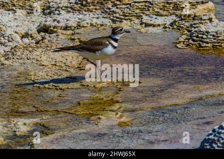 Killdeer, Chadrius vociferus, alimentazione e cura del corpo tra le piscine calde delle terrazze di Mammoth Hot Springs nel Parco Nazionale di Yellowstone, Wyoming, USA Foto Stock