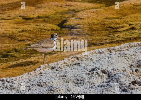 Killdeer, Chadrius vociferus, alimentazione e cura del corpo tra le piscine calde delle terrazze di Mammoth Hot Springs nel Parco Nazionale di Yellowstone, Wyoming, USA Foto Stock