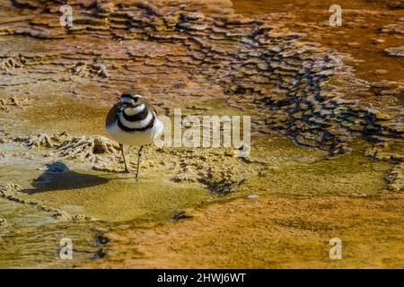 Killdeer, Chadrius vociferus, alimentazione e cura del corpo tra le piscine calde delle terrazze di Mammoth Hot Springs nel Parco Nazionale di Yellowstone, Wyoming, USA Foto Stock