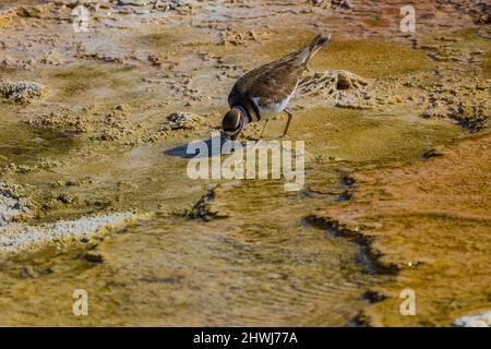 Killdeer, Chadrius vociferus, alimentazione e cura del corpo tra le piscine calde delle terrazze di Mammoth Hot Springs nel Parco Nazionale di Yellowstone, Wyoming, USA Foto Stock