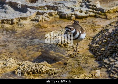 Killdeer, Chadrius vociferus, alimentazione e cura del corpo tra le piscine calde delle terrazze di Mammoth Hot Springs nel Parco Nazionale di Yellowstone, Wyoming, USA Foto Stock