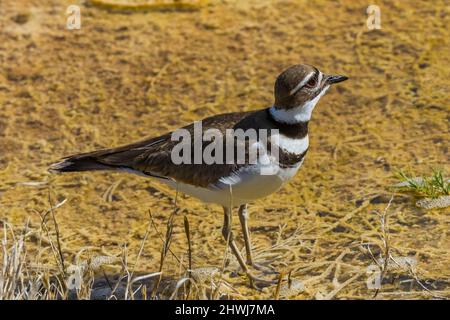 Killdeer, Chadrius vociferus, alimentazione e cura del corpo tra le piscine calde delle terrazze di Mammoth Hot Springs nel Parco Nazionale di Yellowstone, Wyoming, USA Foto Stock