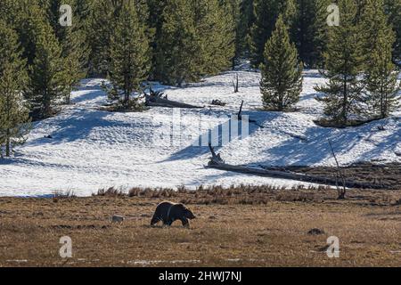 Grizzly Bear, Ursus arctos, alla ricerca di cibo, accompagnato da una Coyote di lavaggio, nel Parco Nazionale di Yellowstone, Wyoming, USA Foto Stock