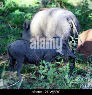 Un gruppo di warthog comune (Phacochoerus africanus) foraging nella giungla : (Pix SShukla) Foto Stock