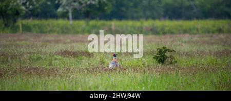 Il fagiano in un campo Foto Stock