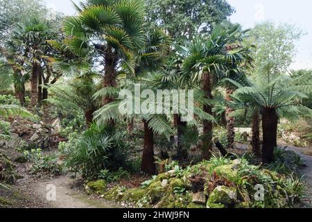 Il Fern Dell and Pets Cemetery all'angolo dei giardini formali del Monte Edgcumbe Estate sulla Rame Penisula nella Cornovaglia sud-orientale Foto Stock