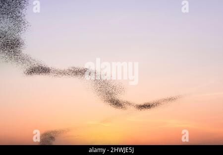 Milioni di sciami di pipistrelli stanno volando fuori dalla grotta per trovare cibo al tramonto Foto Stock