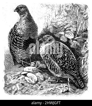 Perdix perdix, (enciclopedia, 1890), Rebhuhn, Grise Perdrix Foto Stock