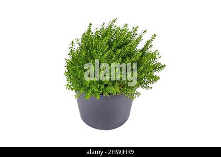 Piccola pianta ibrida 'Hebe Armstrongii' in vaso di fiori su sfondo bianco Foto Stock