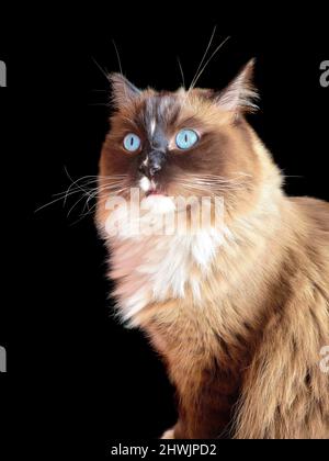 Ragdoll gatto con occhi blu e sorpresa espressione isolato su nero Foto Stock
