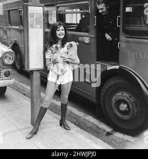 L'attrice del film dell'orrore del martello Madeline Smith tiene un paio dei cubs di leone di cinque settimane mentre si trova ad una fermata dell'autobus. 20th novembre 1971. Didascalia locale *** Maddy Smith Foto Stock