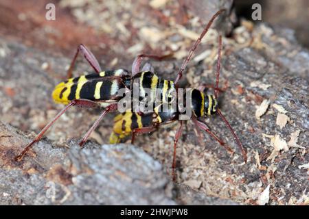 Foto macro di un lungo scarabeo di corno - Plagionotus detritus. Scarabeo su corteccia di quercia. Foto Stock