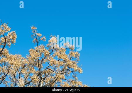 Drupi di Melia azedarach, noto come albero di cinaberry durante l'inizio della primavera Foto Stock