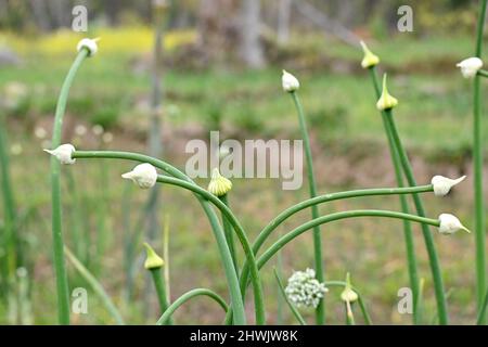 primo piano il mazzo di cipolle verdi mature piante con semi che crescono in azienda su sfondo verde marrone fuori fuoco. Foto Stock