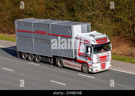 DAF XF: Trasporto di animali Redferns, Buxton con rimorchio Duerden che guida sull'autostrada M61 vicino Manchester UK Foto Stock