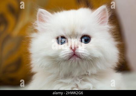 Ritratto di un simpatico fluffy white British con i capelli lunghi gattino, testa di un cucciolo bianco close-up Foto Stock