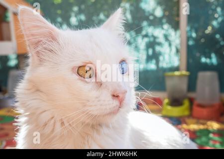 Gatto turco bianco domestico con occhi diversi Foto Stock