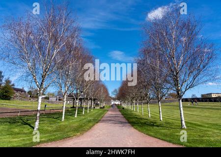 Llanarthney, Galles, UK, 16 aprile 2021 : linea di alberi di betulla Himalayan (Betula utilisat) lungo un percorso al Giardino Botanico Nazionale del Galles, Stoc Foto Stock