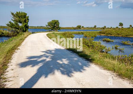 Florida Merritt Island National Wildlife Refuge, Black Point Wildlife Drive, attrazione da non perdere per le palme Foto Stock