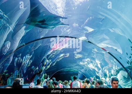 Atlanta Georgia, Pemberton Place, Georgia Aquarium, pesci d'acqua salata, la più grande vasca del mondo Ocean Voyager tunnel Manta ray subacquea Foto Stock