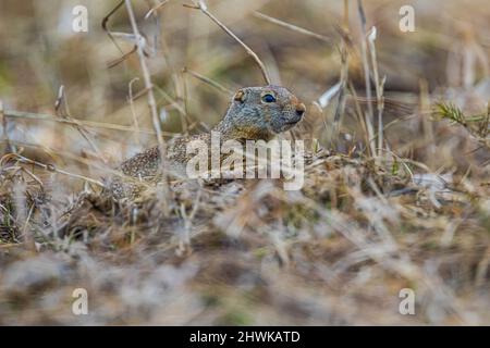 Uinta Ground Squirrel, Urocitellus armatus, al burrow in Lamar Valley, Yellowstone National Park, Wyoming, USA Foto Stock