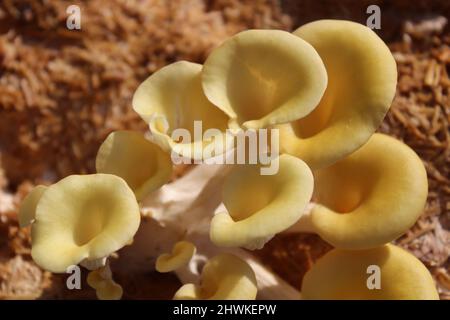 boleto giallo su un substrato di funghi Foto Stock