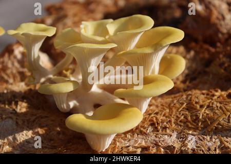 boleto giallo su un substrato di funghi Foto Stock