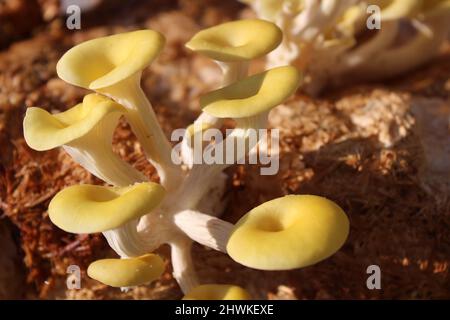 boleto giallo su un substrato di funghi Foto Stock