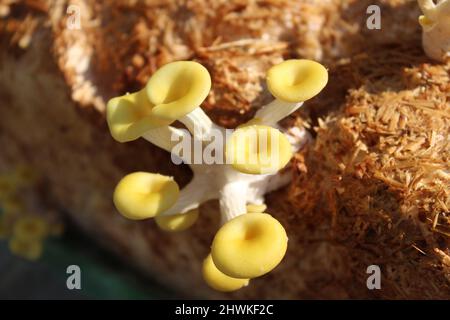 boleto giallo su un substrato di funghi Foto Stock