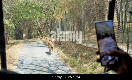 Avvistamento di cervi durante il viaggio safari nel Bannerghatta Biological Park, Bangalore, Karnataka, India Foto Stock