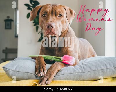 Felice Giornata delle Donne. Amabile, carino cucciolo di colore marrone e biglietto di auguri con un'iscrizione di congratulazioni. Primo piano, interno, foto studio. Congratul Foto Stock