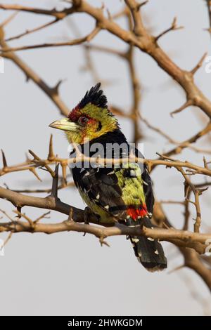 Crested Barbet, Parco Nazionale di Kruger Foto Stock