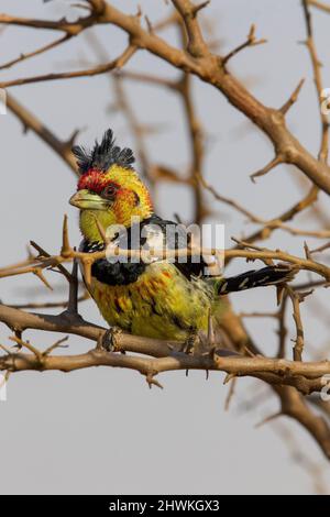 Crested Barbet, Parco Nazionale di Kruger Foto Stock