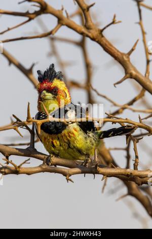 Crested Barbet, Parco Nazionale di Kruger Foto Stock