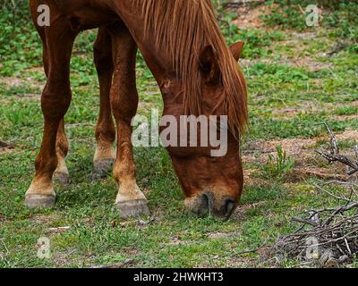 I cavalli selvaggi vagano sul bacino del fiume Salt vicino a Phoenix, Arizona, nella zona selvaggia nazionale di Tonto Foto Stock
