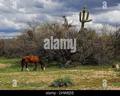 I cavalli selvaggi vagano sul bacino del fiume Salt vicino a Phoenix, Arizona, nella zona selvaggia nazionale di Tonto Foto Stock