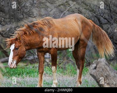 I cavalli selvaggi vagano sul bacino del fiume Salt vicino a Phoenix, Arizona, nella zona selvaggia nazionale di Tonto Foto Stock