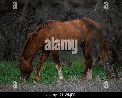 I cavalli selvaggi vagano sul bacino del fiume Salt vicino a Phoenix, Arizona, nella zona selvaggia nazionale di Tonto Foto Stock