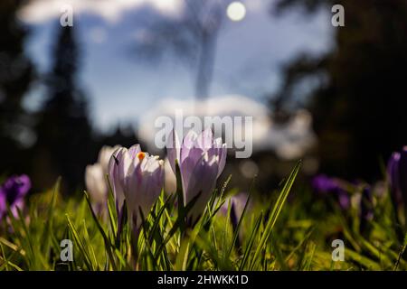 Fiori di Crocus retroilluminati al sole al Parkside Road Cemetery, Kendal, Cumbria Foto Stock