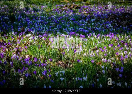 Fiori di primavera al sole al Parkside Road Cemetery, Kendal, Cumbria Foto Stock