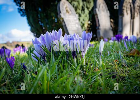 Fiori di primavera al sole al Parkside Road Cemetery, Kendal, Cumbria Foto Stock