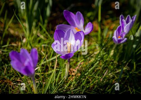 Fiori di primavera al sole al Parkside Road Cemetery, Kendal, Cumbria Foto Stock