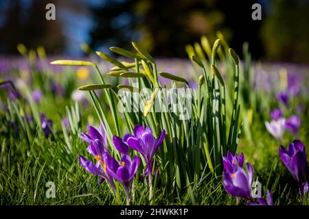 Fiori di primavera al sole al Parkside Road Cemetery, Kendal, Cumbria Foto Stock