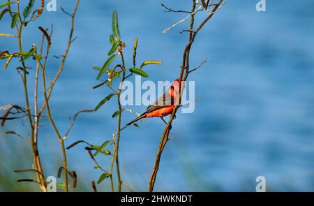 Un flycatcher Vermilion maschio (Pyrocephalus obscurus) in un ramo di albero al National Wildlife Sanctuary, in albero croato, Belize. Foto Stock