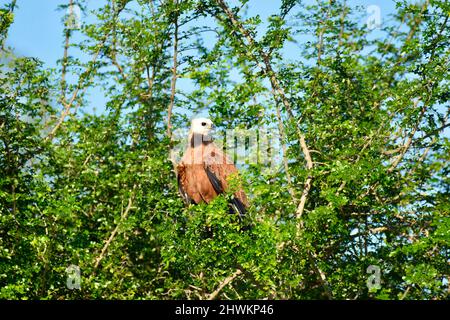 Falco nero (Busarellus nigricollis) Foto Stock